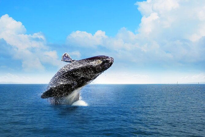 whale-watching-tour-in-samana-bay-with-lunch