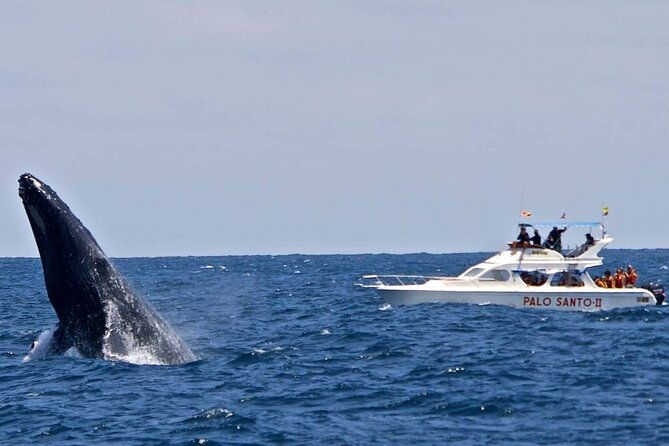 whale-watching-tour-in-samana-bay-with-lunch