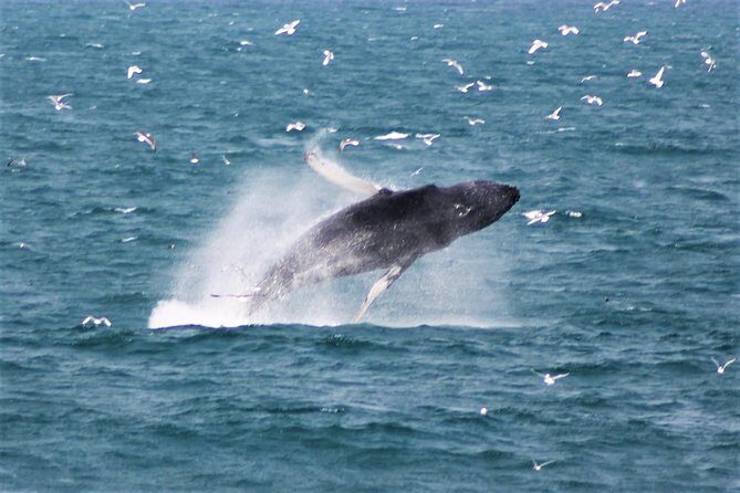 Whale Watching Tour with Professional Guide from Reykjavik - Introduction: A Whale of a Time in Reykjavik