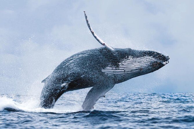 Whale Watching Tour with Professional Guide from Reykjavik - Key Points