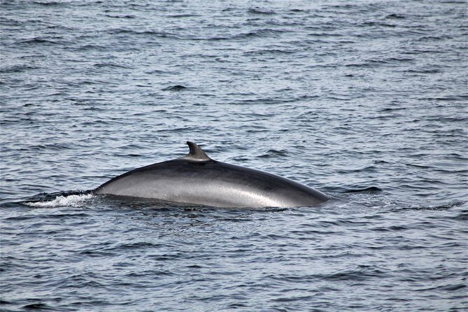 Whale Watching Tour with Professional Guide from Reykjavik - Frequently Asked Questions (FAQs)