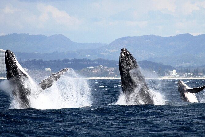 Whale Watching Tour with Spirit of Gold Coast - The Sum Up