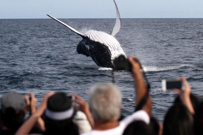 Whale Watching Tour with Spirit of Gold Coast - FAQ