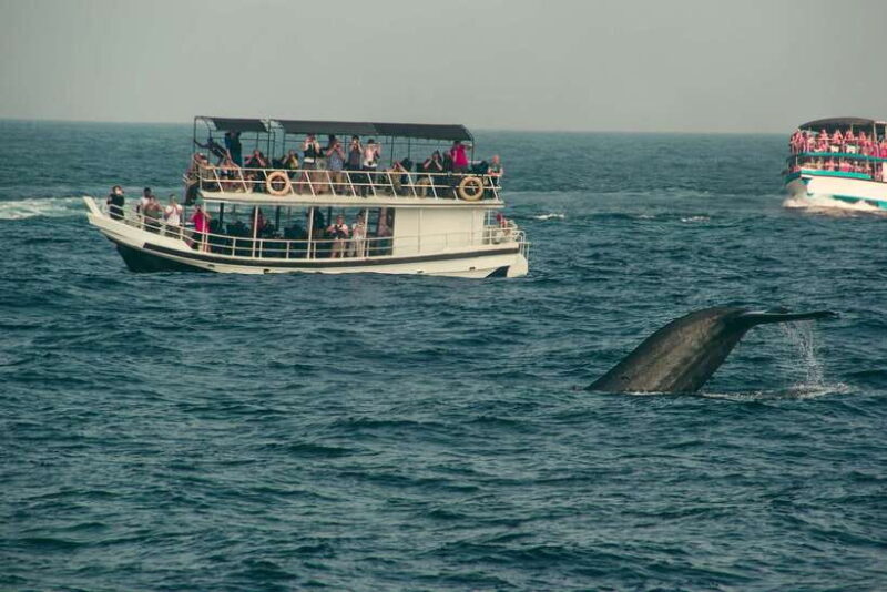 Whale Watching Tour with Transfers - Exploring the Whale Watching Tour with Transfers in Sri Lanka