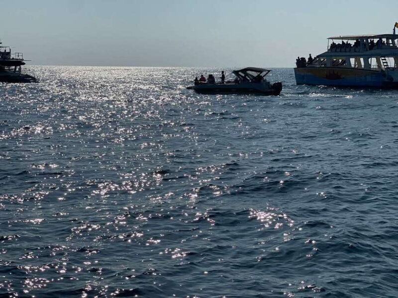 Whale Watching Tour with Transfers - Practical Tips for Your Whale Watching Adventure