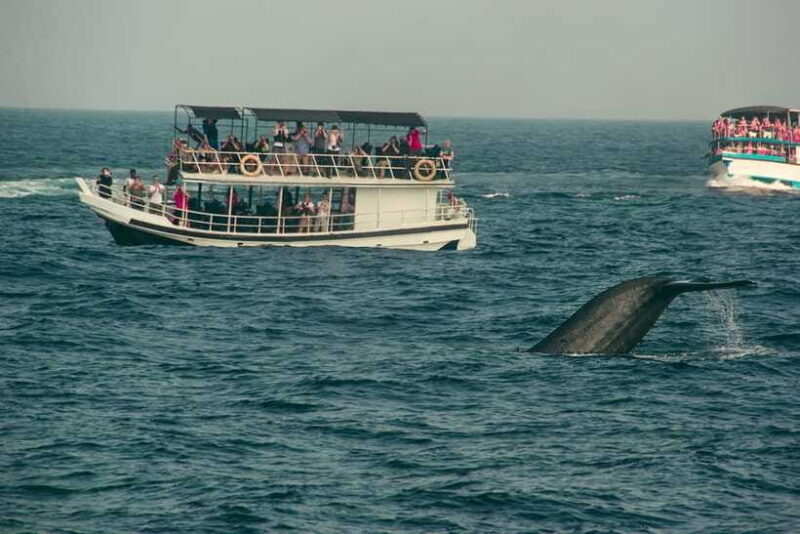 Whale Watching Tour with Transfers - In Closing
