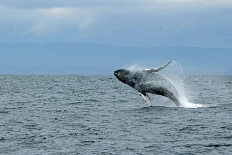 whale-watching-tour-with-transfers