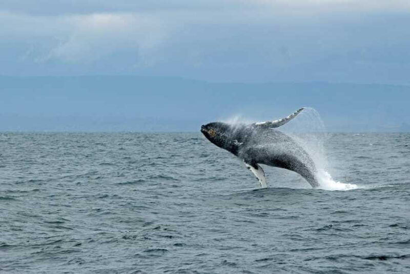 whale-watching-tour-with-transfers