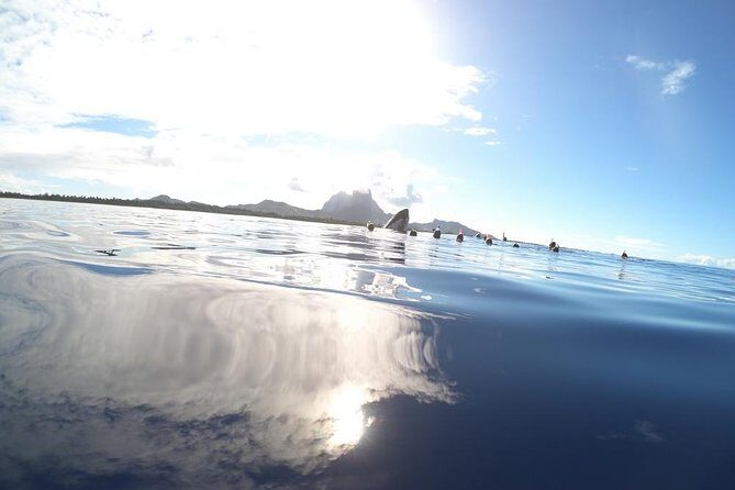 Whale Watching Tours in Bora Bora - Final Thoughts: Who Should Consider This Tour?