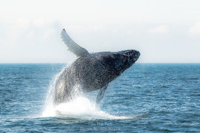 whale-watching-trips-to-stellwagen-bank-marine-sanctuary-guaranteed-sightings