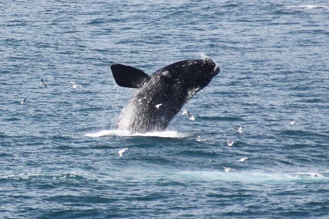 Whale Watching Walking Tours (Land-Based) - from JUNE 2025 - A Detailed Look at the Hermanus Land-Based Whale Watching Experience