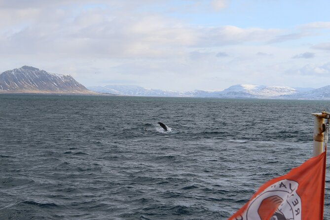 whale-wonders-morning-expedition-from-reykjavik