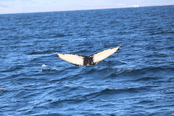 whale-wonders-morning-expedition-from-reykjavik