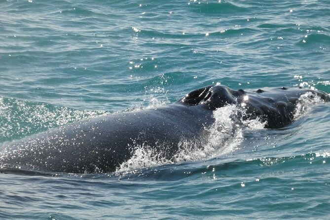 whale-wonders-morning-expedition-from-reykjavik