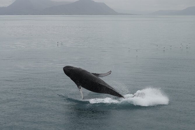 whale-wonders-morning-expedition-from-reykjavik