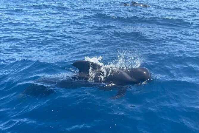Whales and Dolphins excursion on a Luxury Yacht in Canary Islands - Who Will Love This Experience?