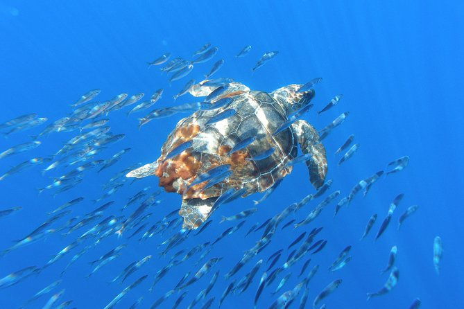 whales-and-dolphins-vila-franca-islet-full-day-with-lunch