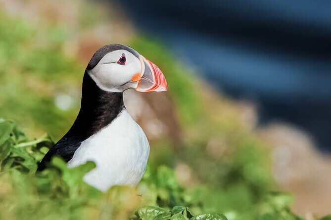 Whales and Puffins Tour from Husavik - The Itinerary in Detail