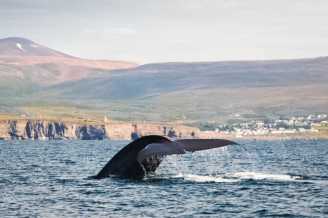 Whales and Puffins Tour from Husavik - What Makes This Tour Stand Out?