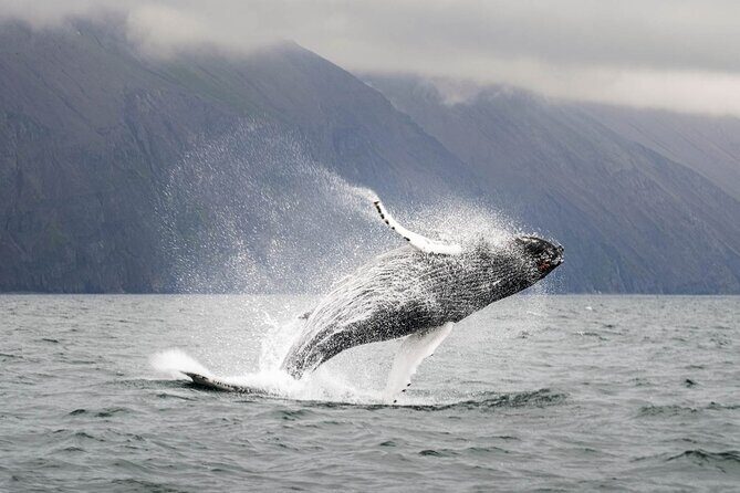 Whales and Puffins Tour from Husavik - Potential Drawbacks or Considerations