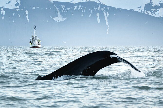 Whales and Puffins Tour from Husavik - FAQ