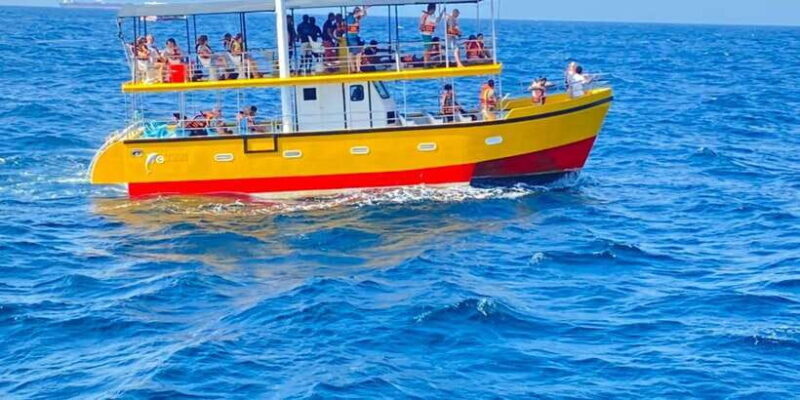 Whales & Dolphin Watching with The Pioneers - An Introduction to the Experience