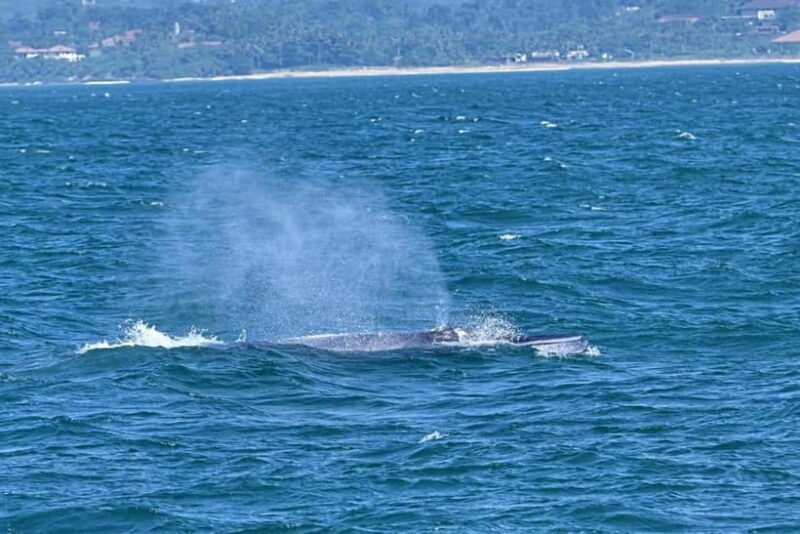 Whales & Dolphin Watching with The Pioneers - Final Thoughts: Is This Tour for You?