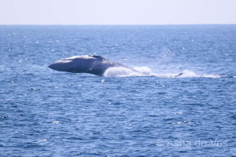 Whales & Dolphin Watching with The Pioneers - FAQs