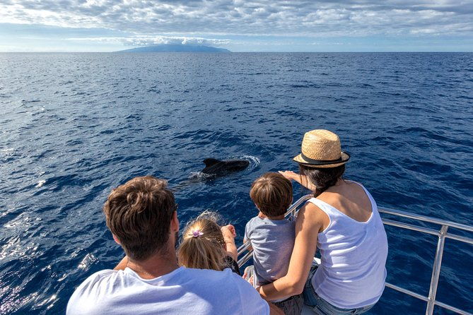 whales-dolphins-watching-in-exclusive-sailboat