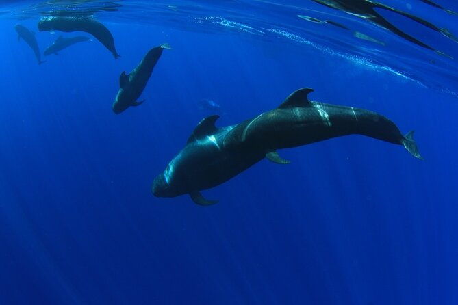 whales-listening-eco-catamaran-tour-with-food-tasting