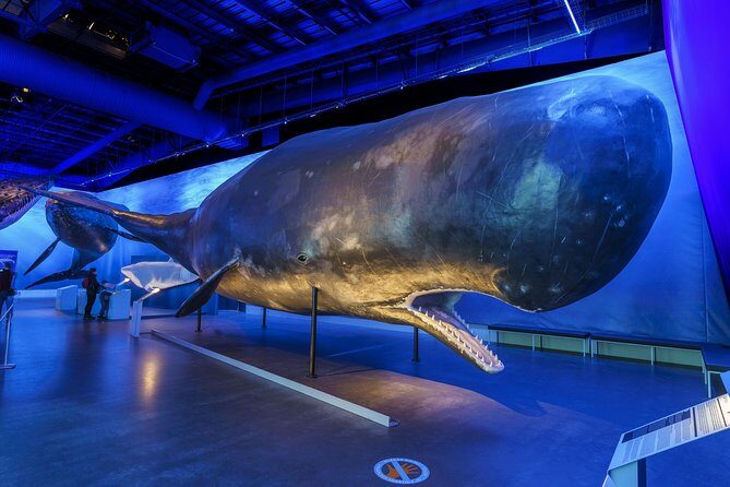 Whales Of Iceland Admission Ticket - What Do Visitors Love Most?