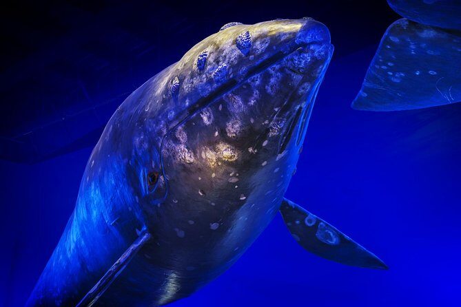 Whales Of Iceland Admission Ticket - Practical Tips for Visiting
