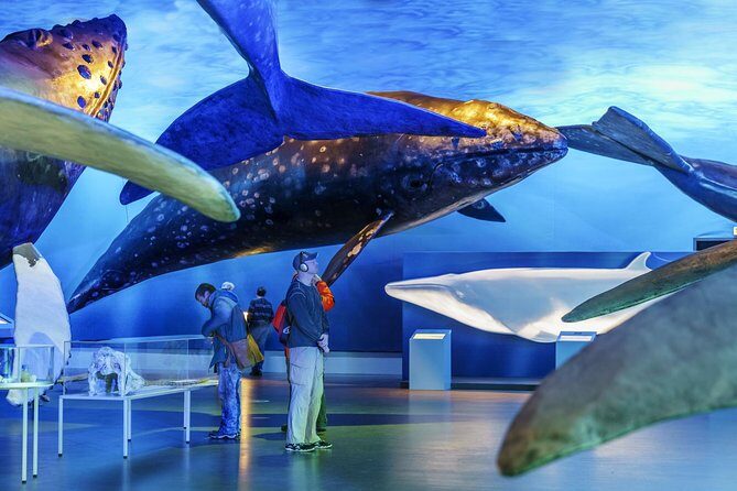 Whales Of Iceland Admission Ticket - The Sum Up