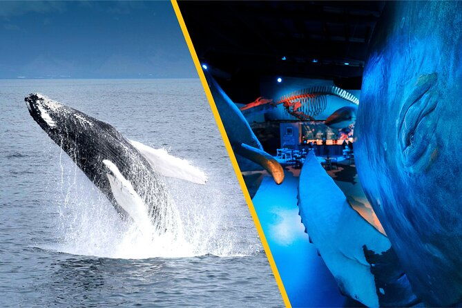 whales-of-iceland-from-land-and-sea