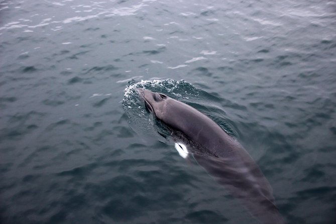 whales-of-iceland-from-land-and-sea