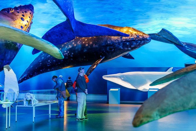 whales-of-iceland-from-land-and-sea