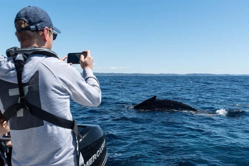 Whales of Sydney Sea Safari - Private - Wildlife Encounters: Whales, Dolphins, and Seals