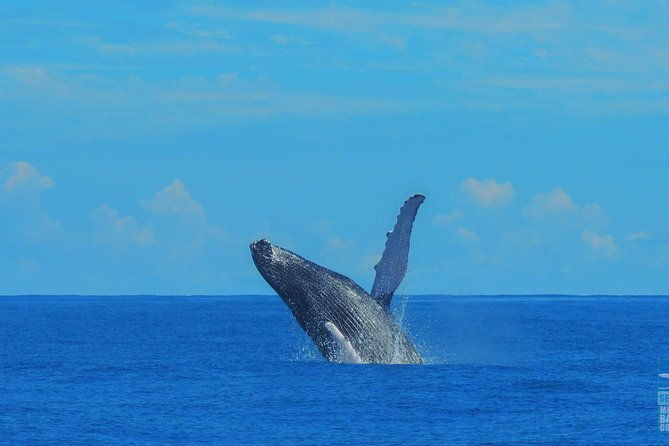 whales-watching-half-day-experience