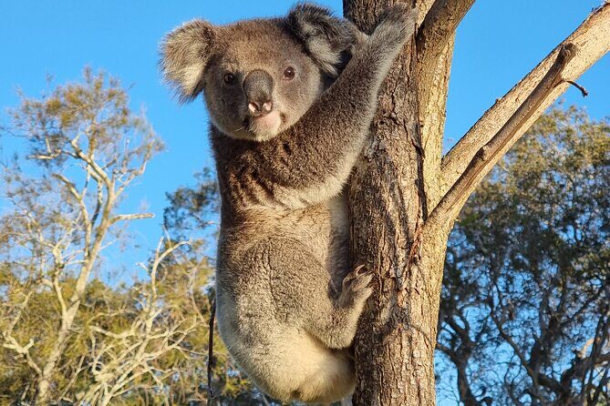 Whales, Wildlife & Beach  Eco Day Trip to Stradbroke - A Closer Look at the Itinerary