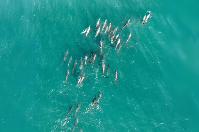 Whales, Wildlife & Beach  Eco Day Trip to Stradbroke - Practical Aspects of the Tour
