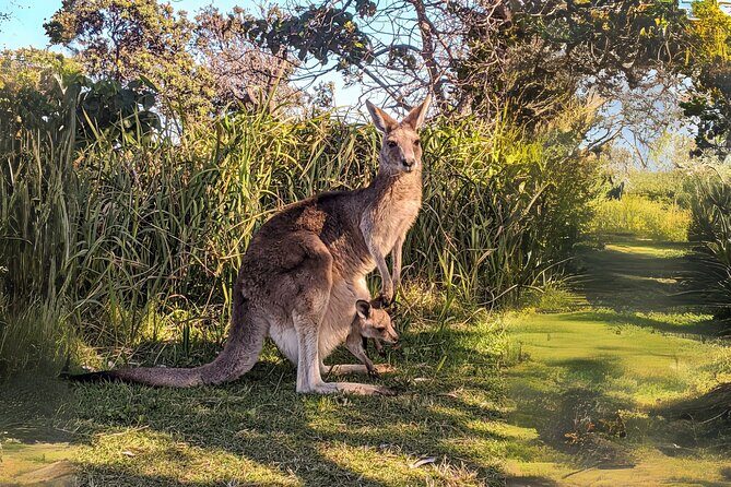 Whales, Wildlife & Beach  Eco Day Trip to Stradbroke - Final Thoughts
