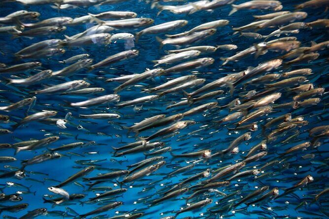 Whaleshark & Sumilon Is and Moalboal Sardines & Turtle Tour - A Closer Look at the Itinerary