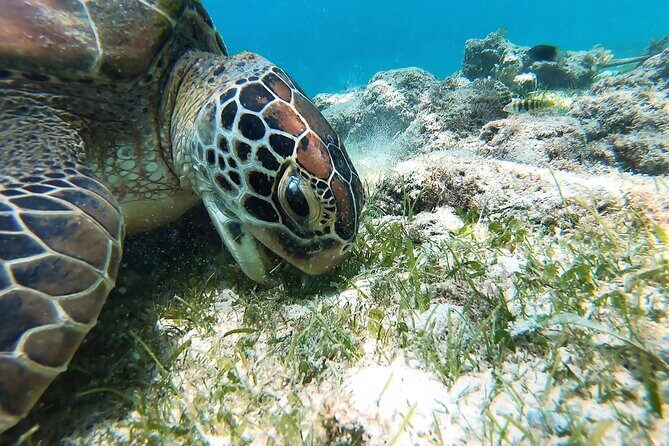 Whaleshark & Sumilon Is and Moalboal Sardines & Turtle Tour - Authentic Insights from Reviewers