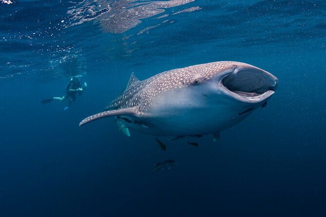 Whaleshark & Sumilon Is and Moalboal Sardines & Turtle Tour - Who Is This Tour Best For?
