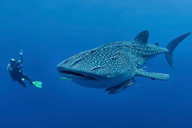 Whaleshark & Sumilon Is and Moalboal Sardines & Turtle Tour - Final Thoughts