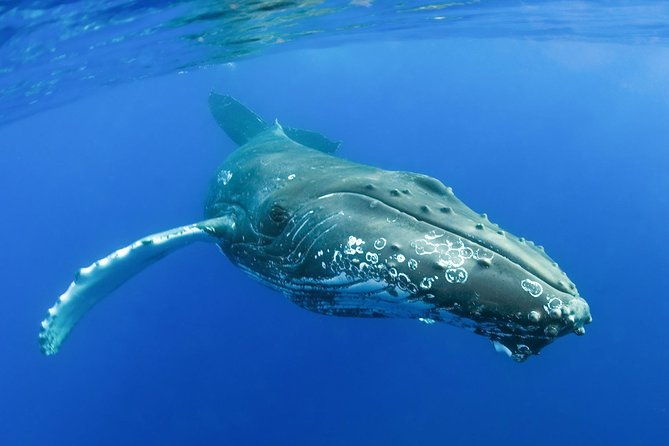 whalewatch-deluxe-tour-from-maalaea-harbor-2