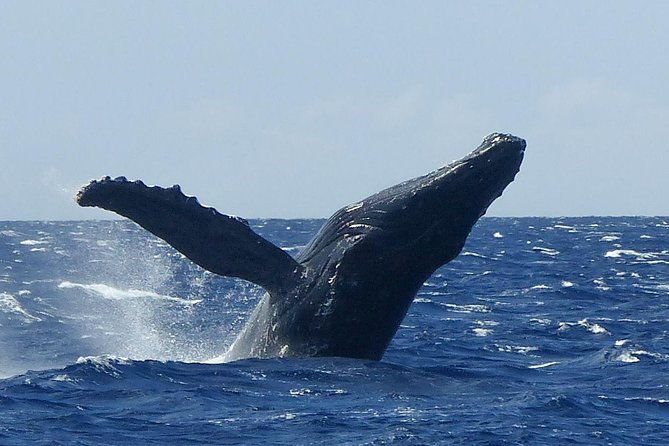 whalewatch-deluxe-tour-from-maalaea-harbor