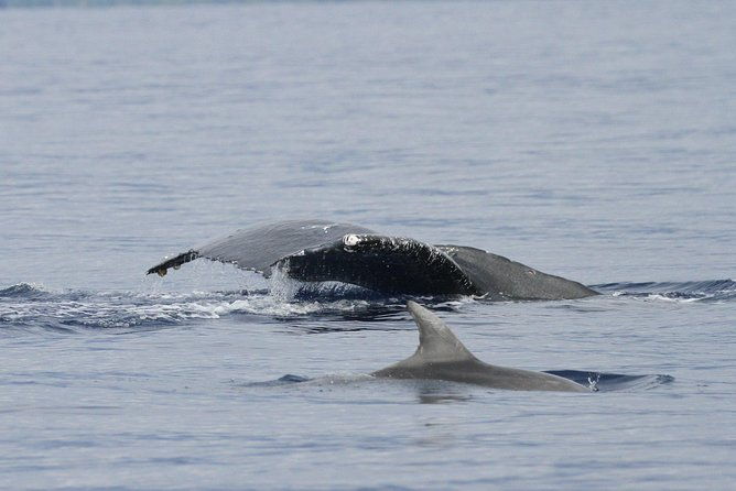 whalewatch-deluxe-tour-from-maalaea-harbor