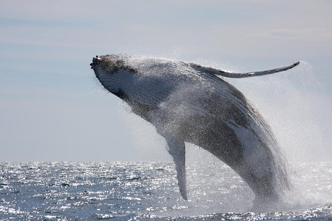 whalewatch-deluxe-tour-from-maalaea-harbor
