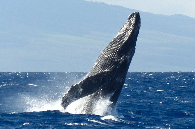 whalewatch-deluxe-tour-from-maalaea-harbor